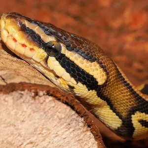 Female Adult Ball Python