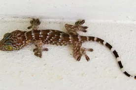 Melanistic Jeweled Lacerta