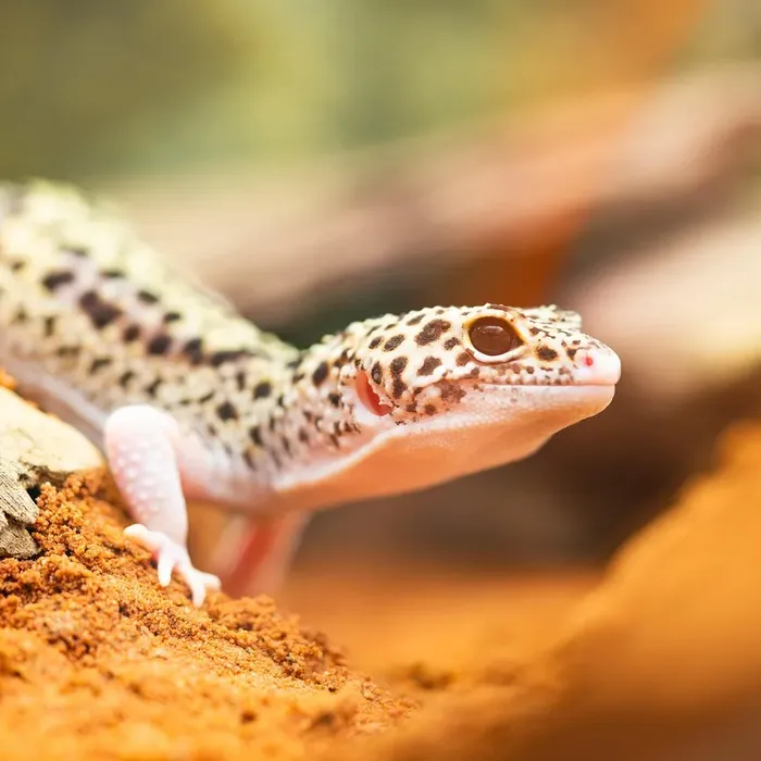 TBS Fire Bold Halloween Mask Red Stripe Bandit 100% Het Tremper Albino