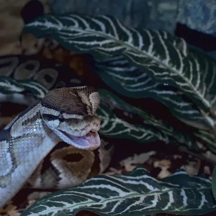 Female Banana Pastel Yellow Belly Ball Python