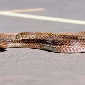 Greenish Rat Snake