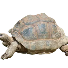 Sulcata Tortoise Baby