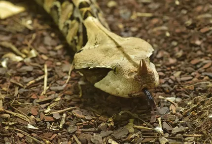 Gaboon viper snake