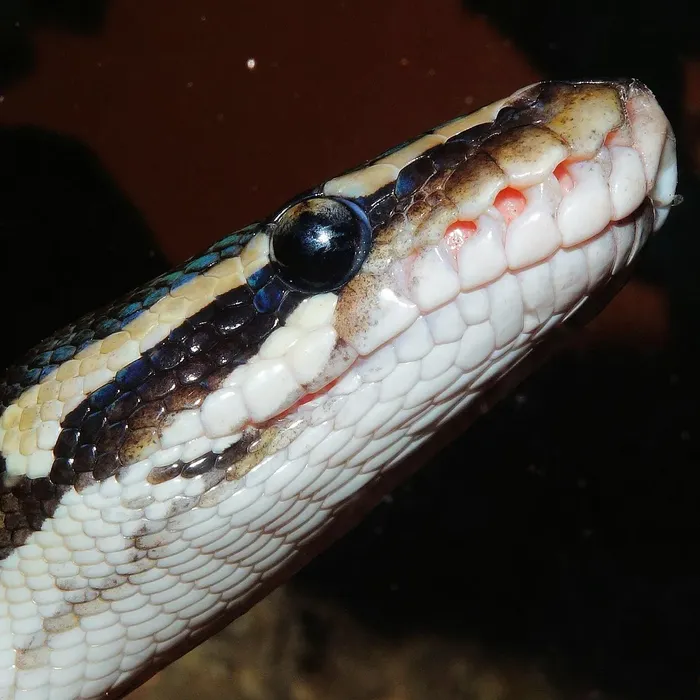 Female Super Pastel Het Puzzle Possible Het Clown Ball Python