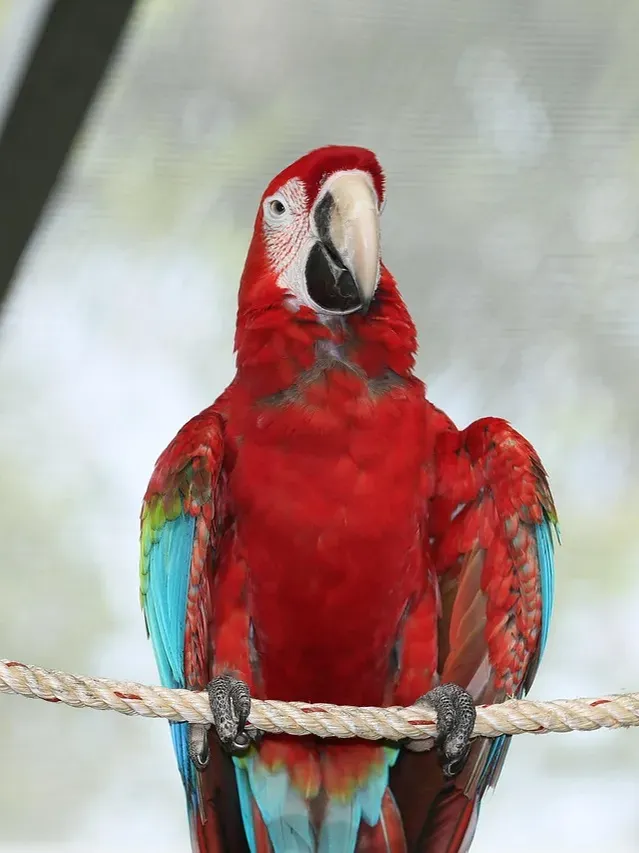 Indian Ringneck parakeet -Blue Harlequin Hillerman Male