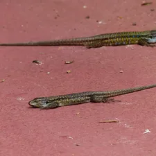 Toad Head Agama