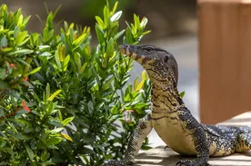 Caiman Lizard Baby