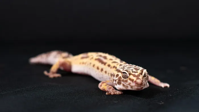 Strawberry Red Leopard Gecko food bowl calcium dish & water dish