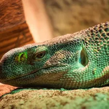 Frilled Dragon