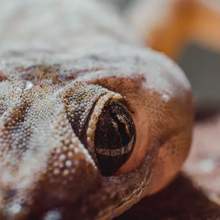 Emerine Leopard Gecko Adult