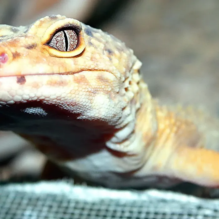 Hypo Het. Eclipse Leopard Gecko Adult