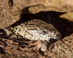 Pink Tongue Skink Adult