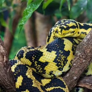 Carpet Pythons