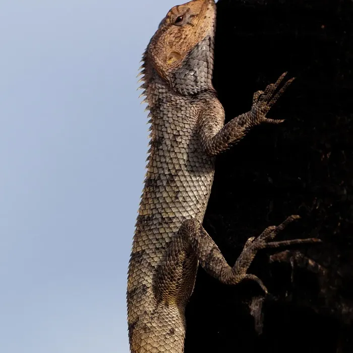 Hypo Het. Eclipse Leopard Gecko Adult