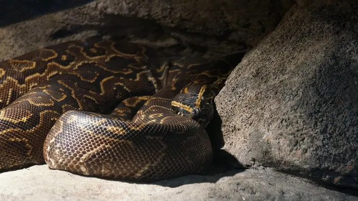 Female Pastel Yellow Belly Het Puzzle Ball Python