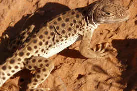 Xenagama Shield Tail Agama