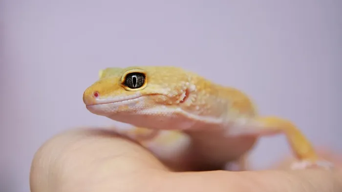 Red/Orange Stripe/Blotch Gargoyle Gecko