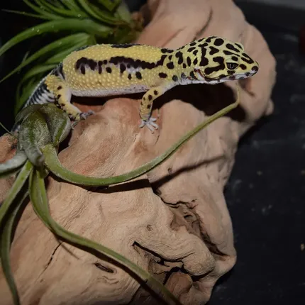 Tremper Tang W&Y Leopard Gecko Adult Male