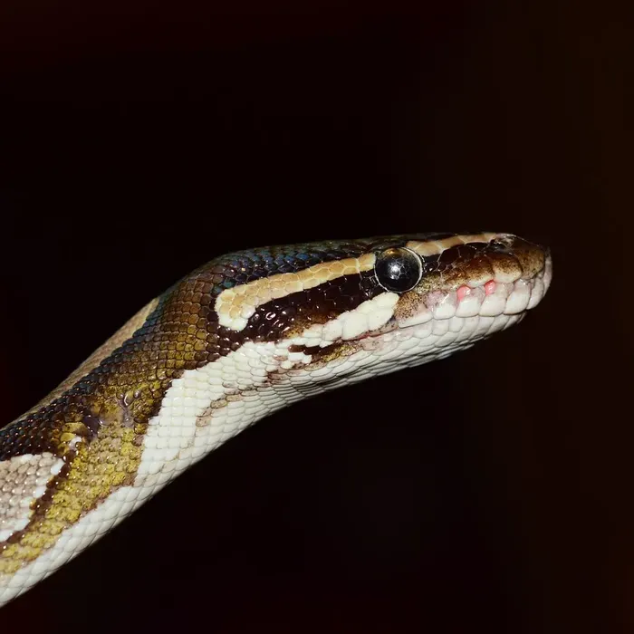 Male Banana Pastel Mojave Yellow Belly 100% Het Puzzle (Possible Fluff)