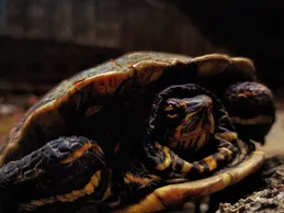 Three Stripe Mud Turtle Baby