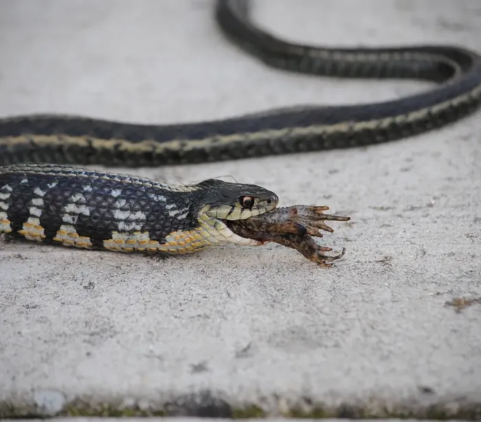 Cribo snake