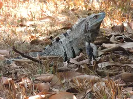 Lewisi Hybrid Iguana