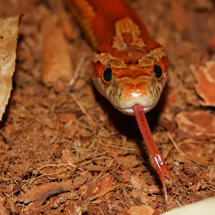 Lavender Corn Snakes