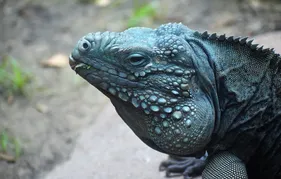 Black Throat Monitor Baby