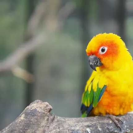 Green cheek conure - Suncheek