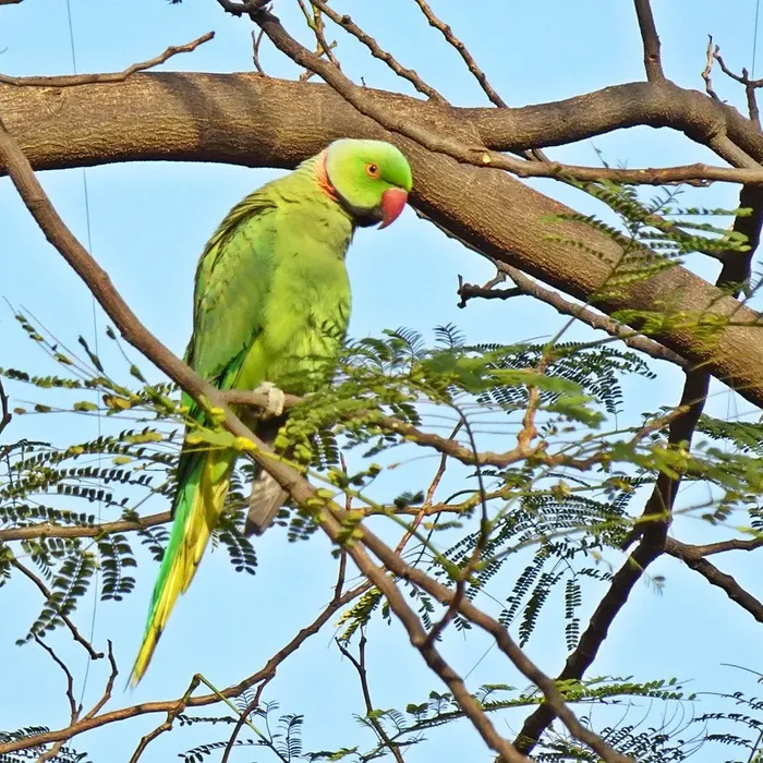 Quaker - Green opaline Quaker - Green opaline