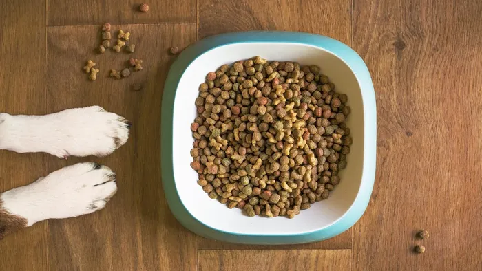 Sky Blue Leopard Gecko food bowl, calcium dish & water dish