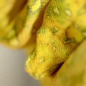 Green tree python