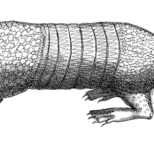 Red Foot Tortoise Sub Adult
