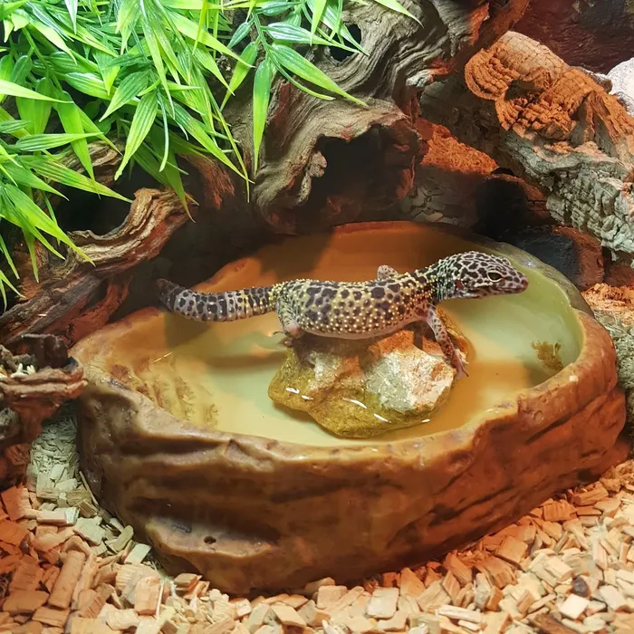 Tremper Tang W&Y Leopard Gecko Adult Male