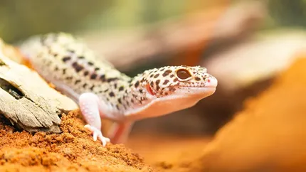 Ash Grey Leopard Gecko humid hide, dry hide, food bowl, calcium & water dish combo