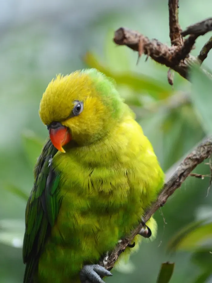 Indian Ringneck parakeet Indian Ringneck parakeet