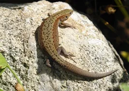 Xenagama Shield Tail Agama