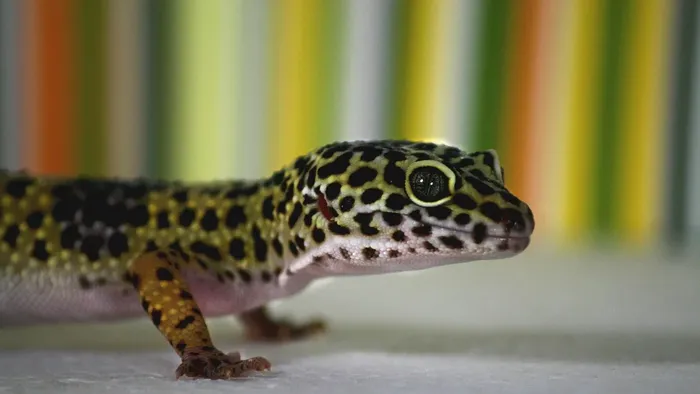 Ash Grey Leopard Gecko humid hide Ash Grey Leopard Gecko humid hide