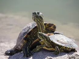 Giant Suriname Red Foot Tortoise Adult