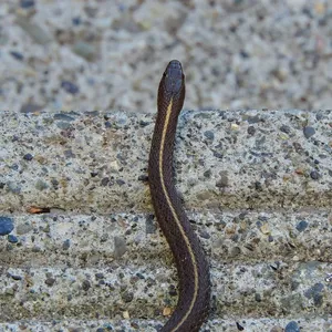 Garter Snakes