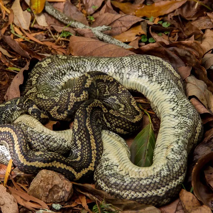 Black Pewter Ball Python