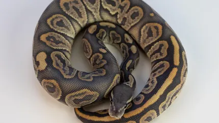 Male Pastel Het Puzzle Ball Python