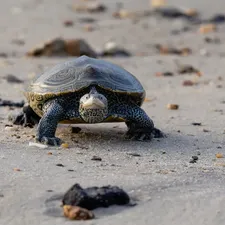 Leopard Tortoise Baby
