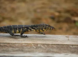Rock Iguana Baby (Cyclura nubila)