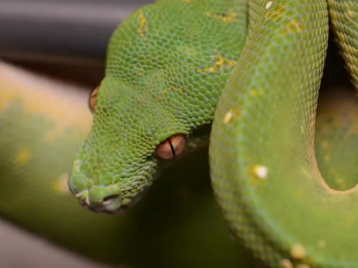 Reticulated Python