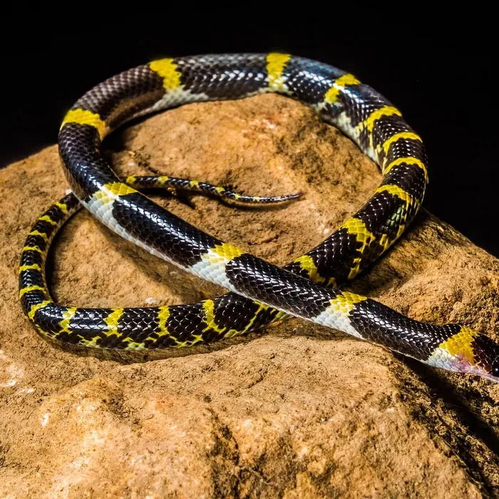 Female Calico Yellow Belly 100% Het Puzzle (FREE Shipping)