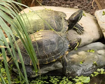 Fluker's Tortoise Diet