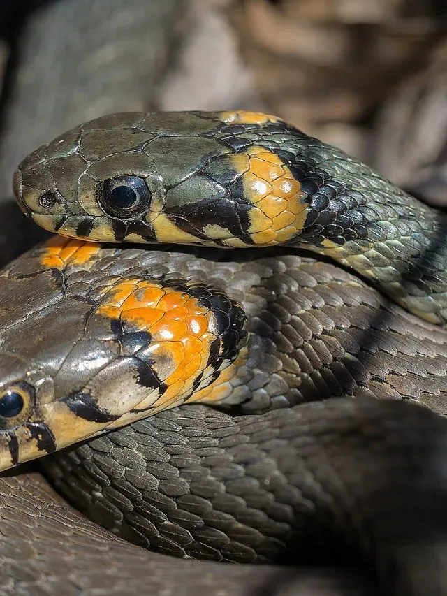 Honduran Milk Snake