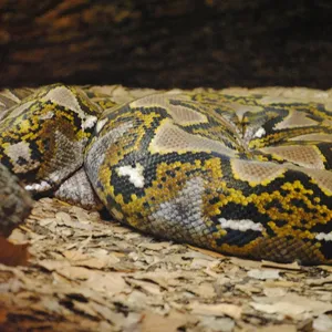 Anaconda snake