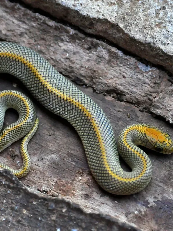 Honduran Milk Snake